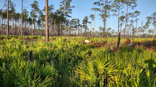 Trees: Florida, US